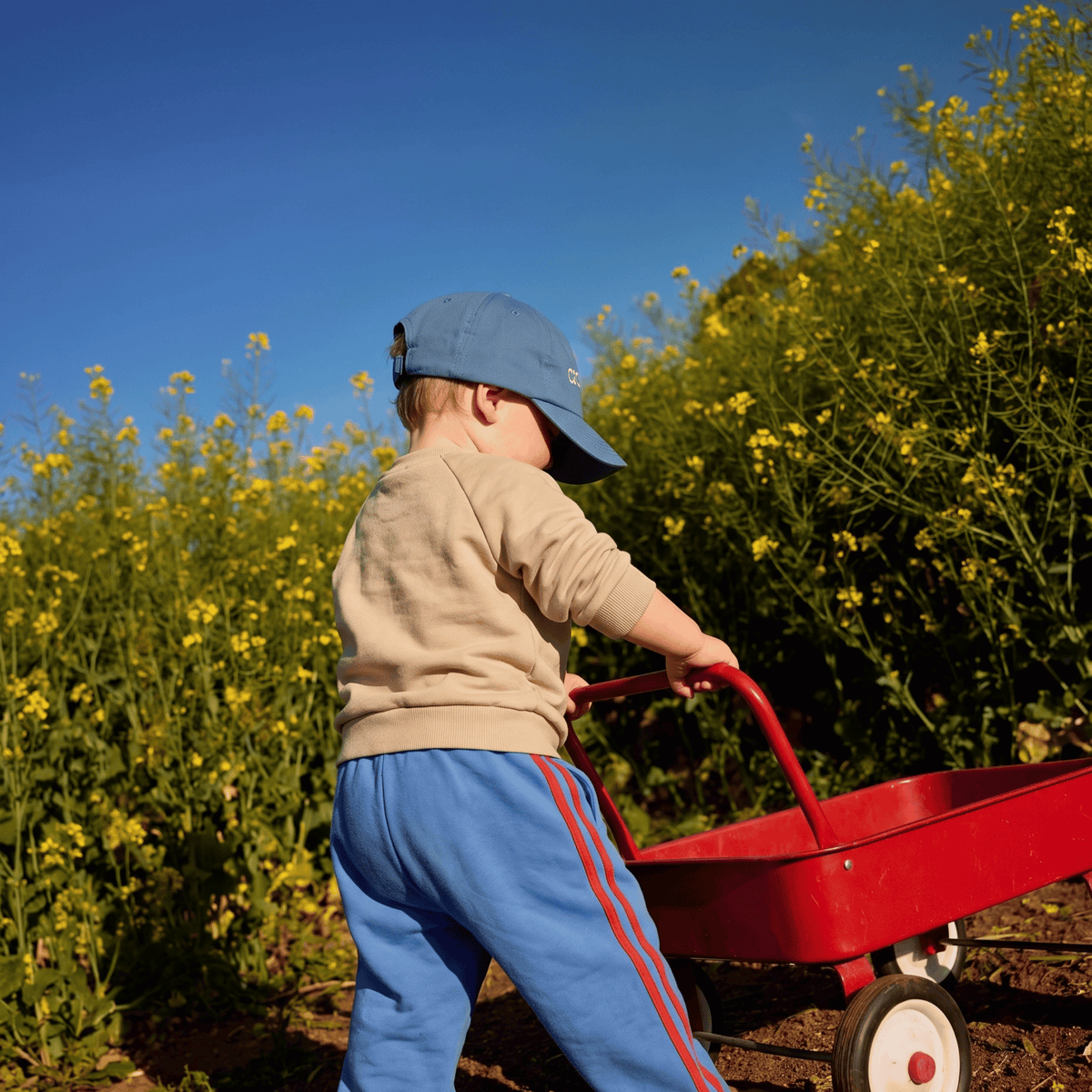 Organic Track Pant- Cornflower/Tomato